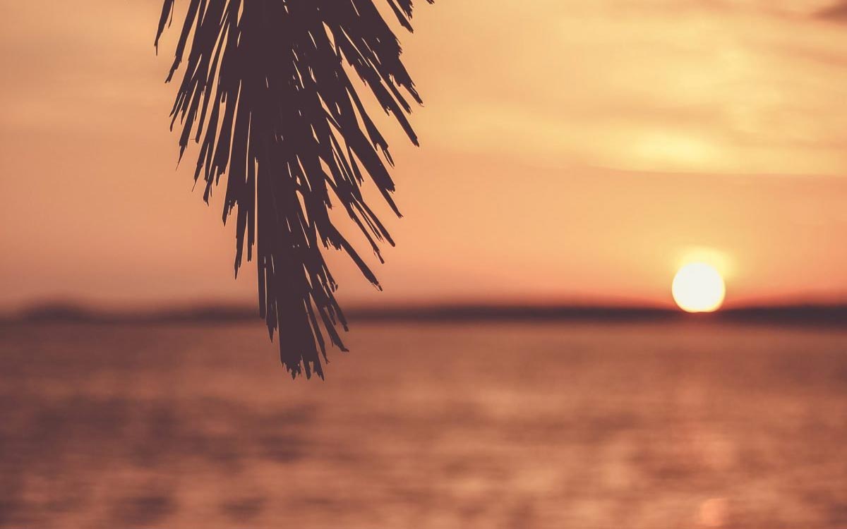 Hoja de palmera en primer plano y la playa de fondo